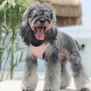 Coleira Confortável e Reforçada para Pets